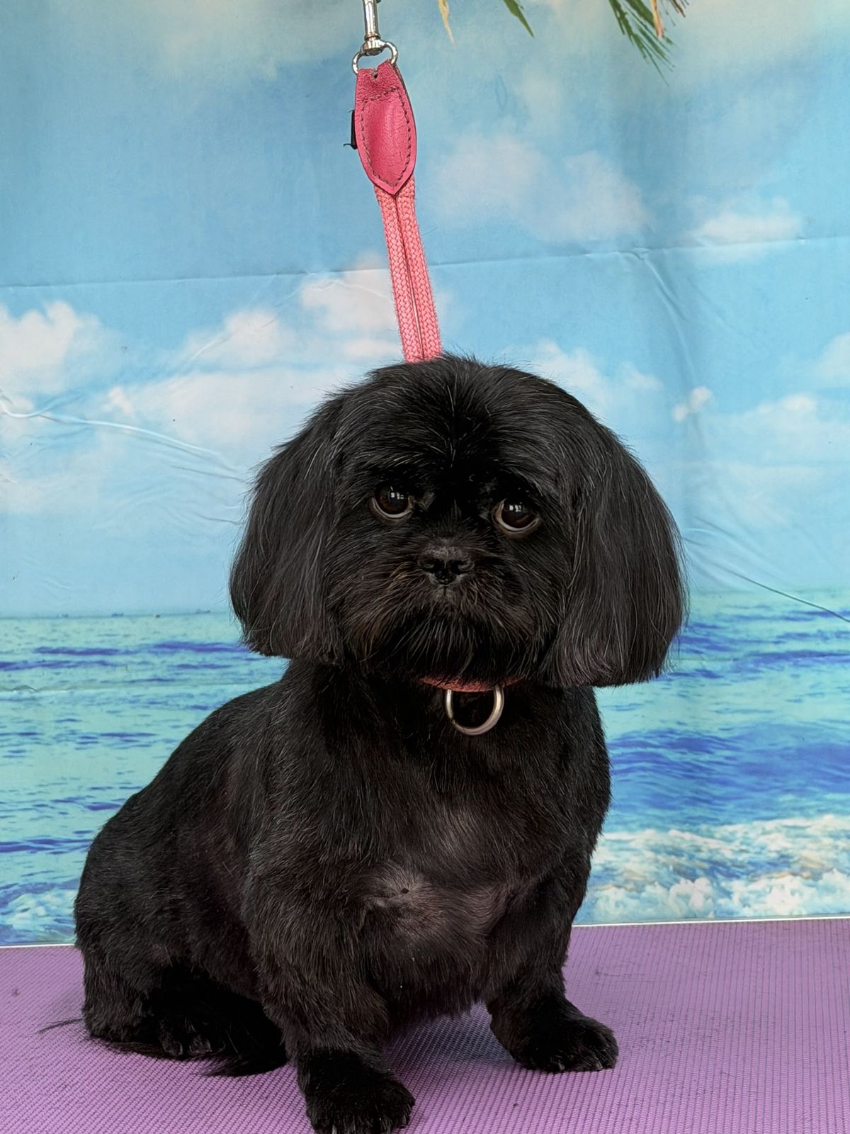 A freshly groomed dog on the grooming table