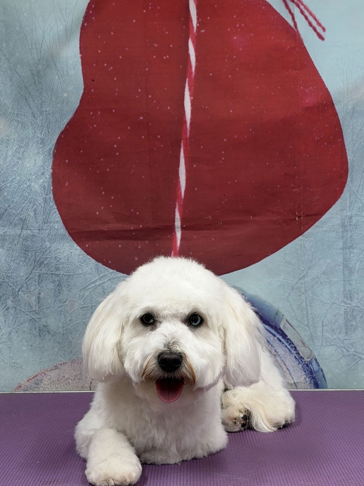 A freshly groomed dog on the grooming table