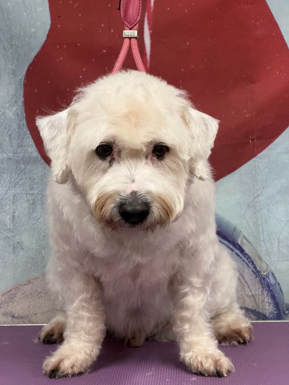 A freshly groomed dog on the grooming table