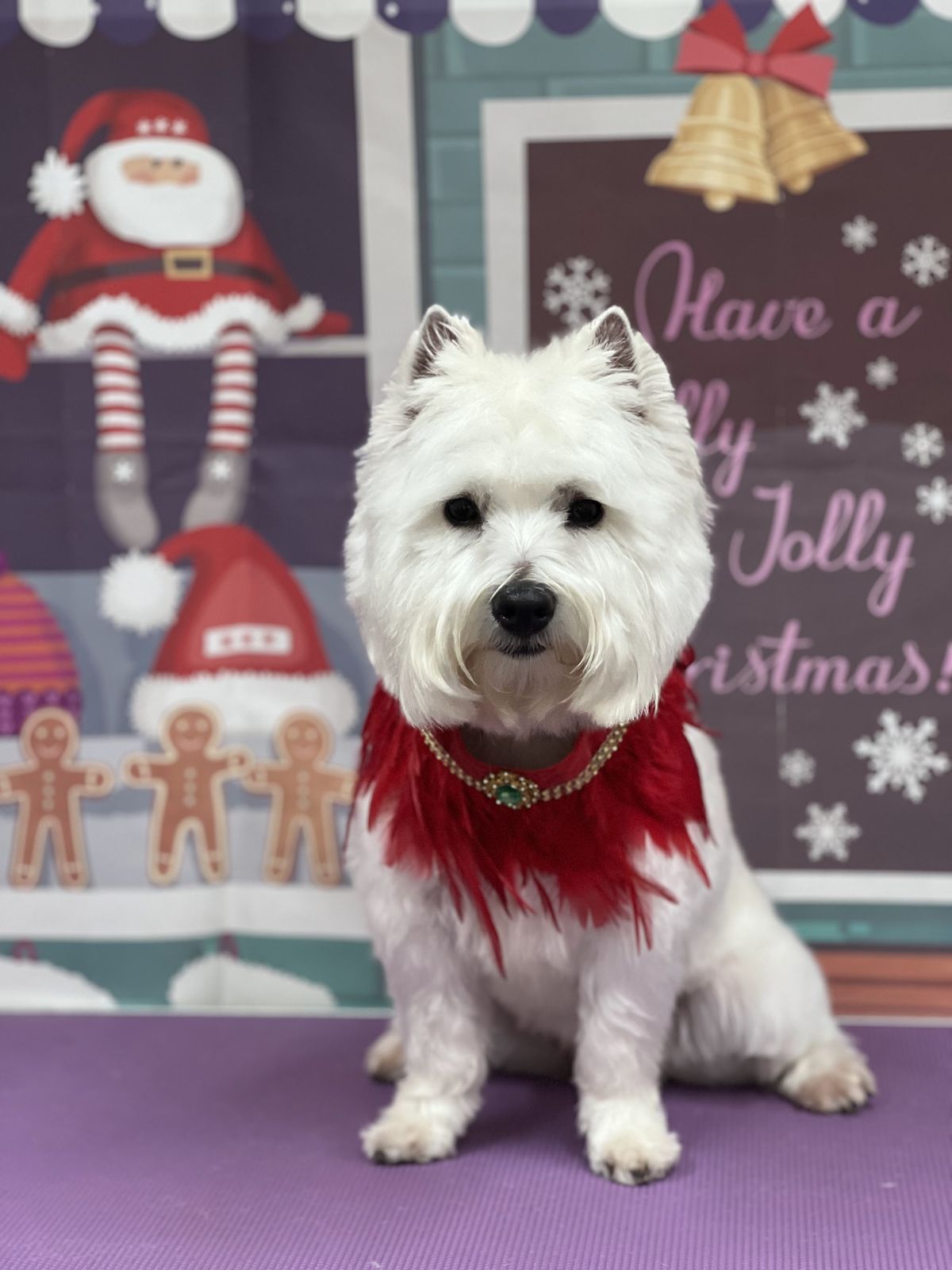 A freshly groomed dog on the grooming table