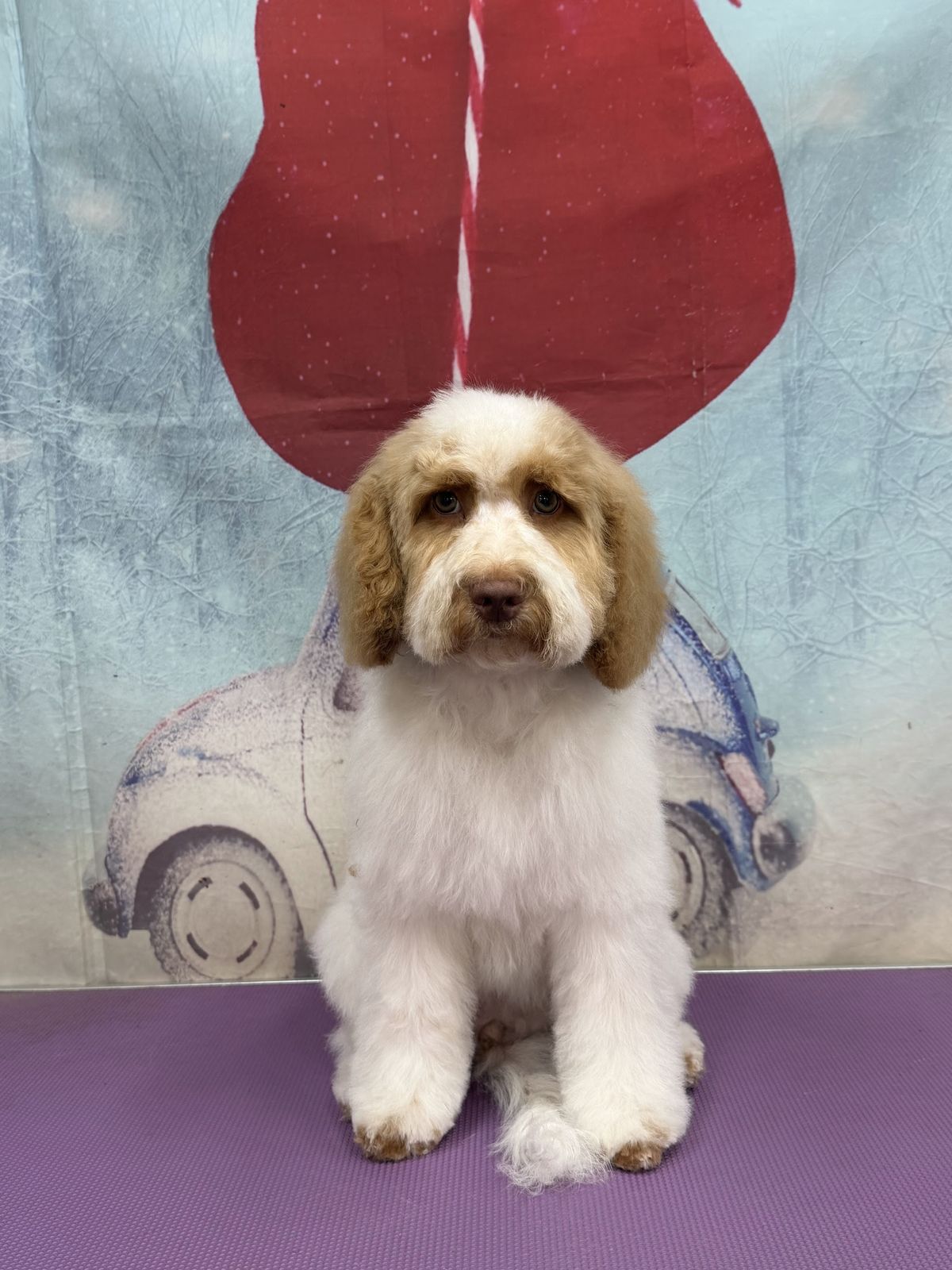 A freshly groomed dog on the grooming table