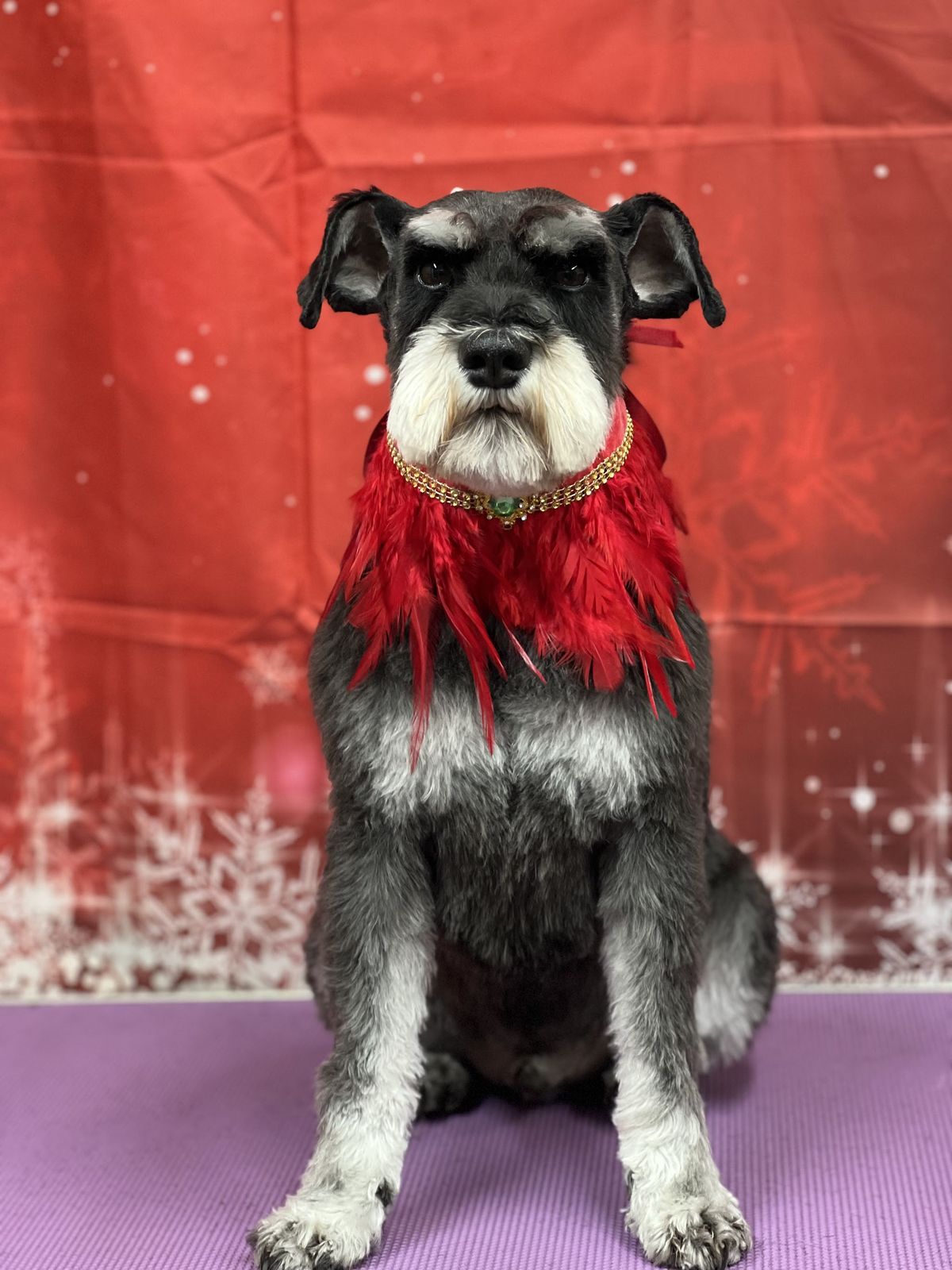 A freshly groomed dog on the grooming table