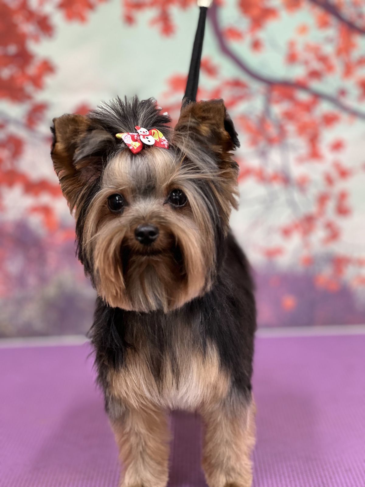 A freshly groomed dog on the grooming table