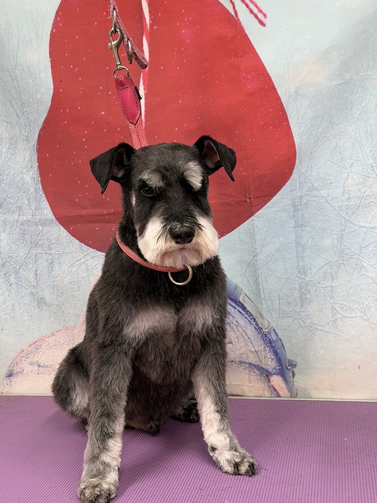 A freshly groomed dog on the grooming table