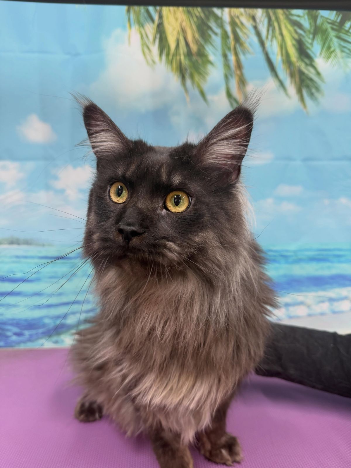 A freshly groomed cat on the grooming table