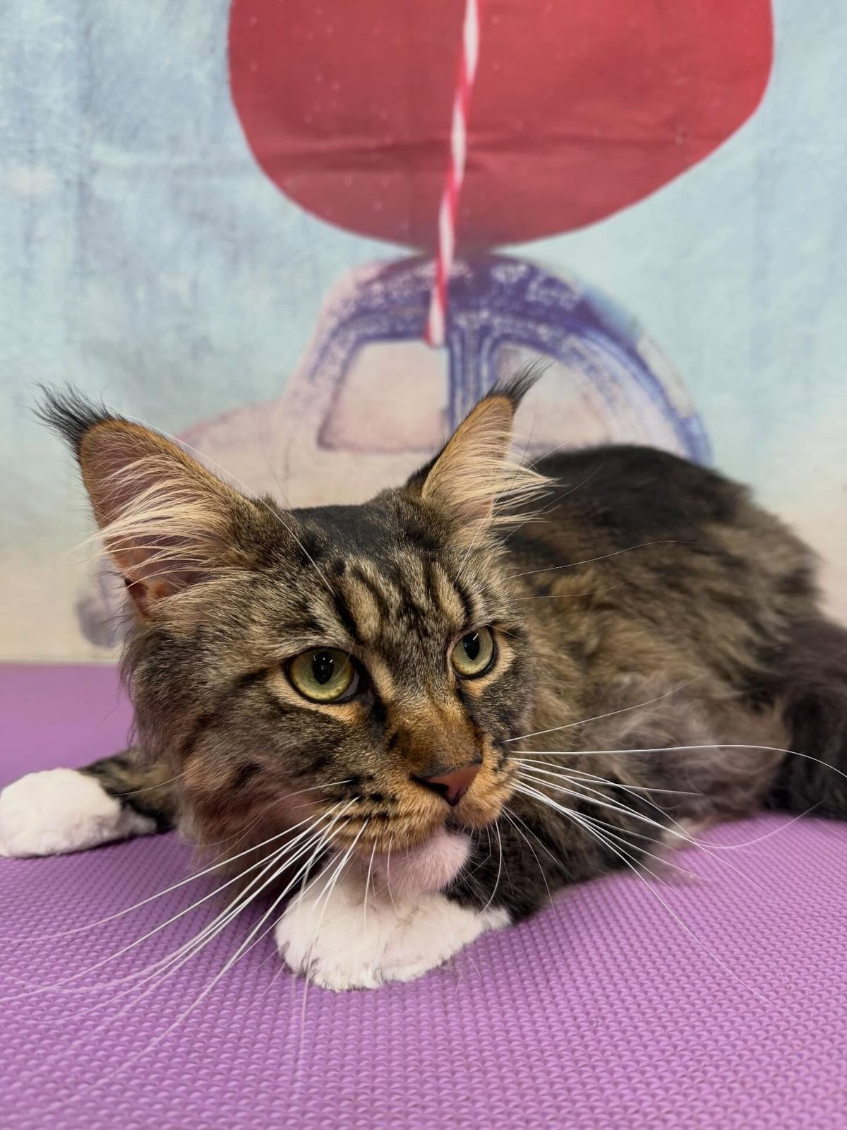 A freshly groomed cat on the grooming table