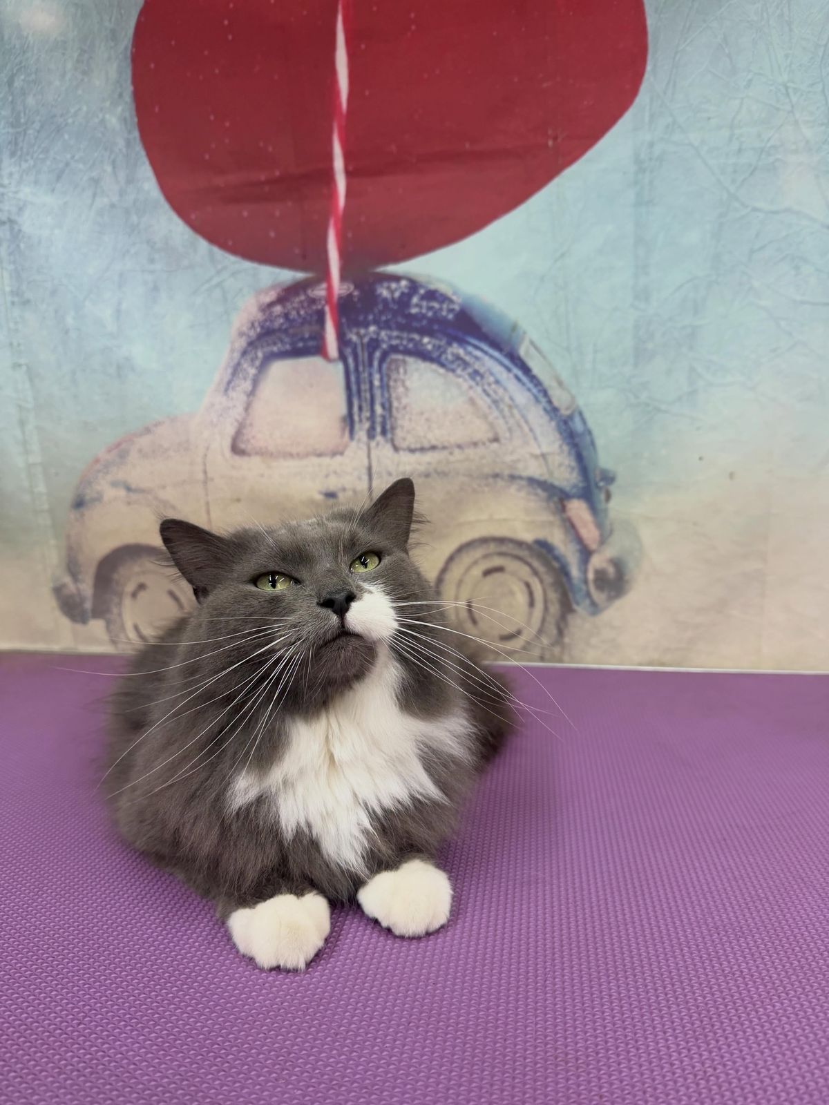 A freshly groomed cat on the grooming table