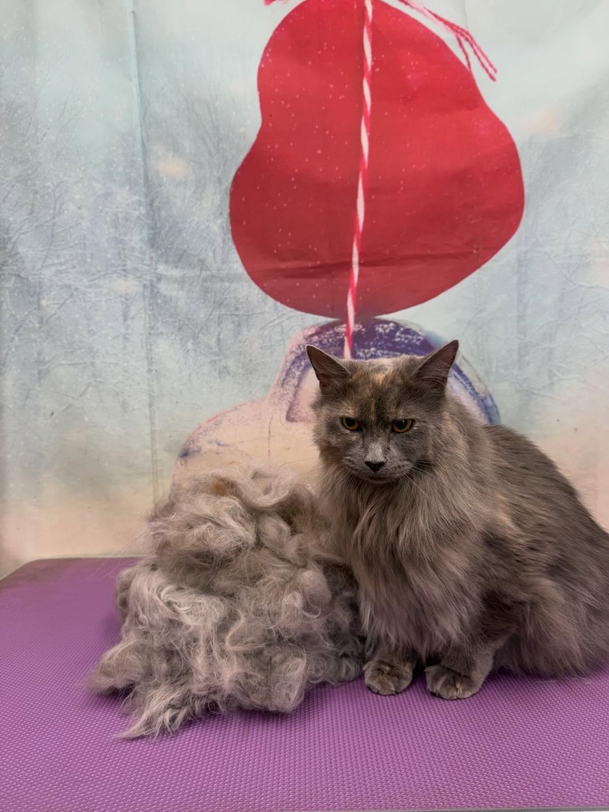 A long-haired cat beside a pile of fur brushed out during de-shedding