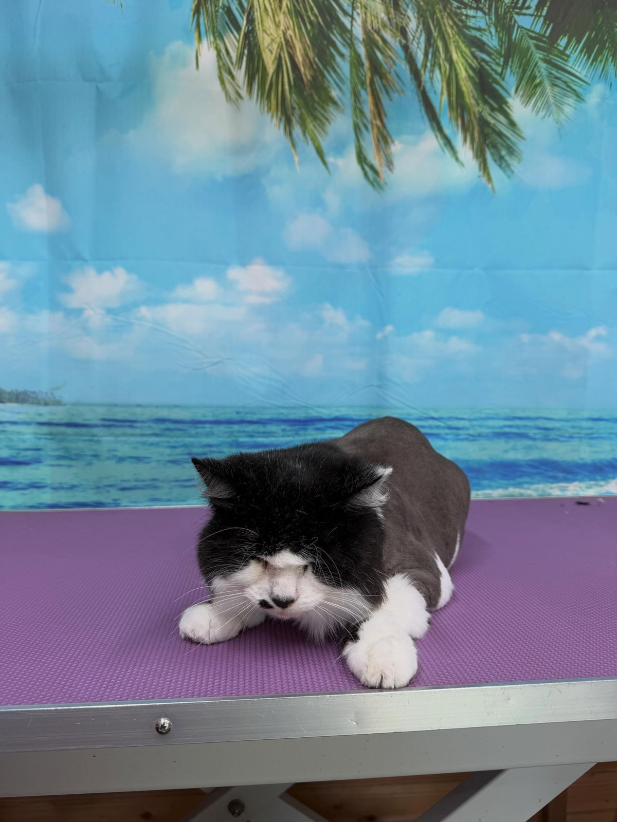 A freshly groomed cat on the grooming table