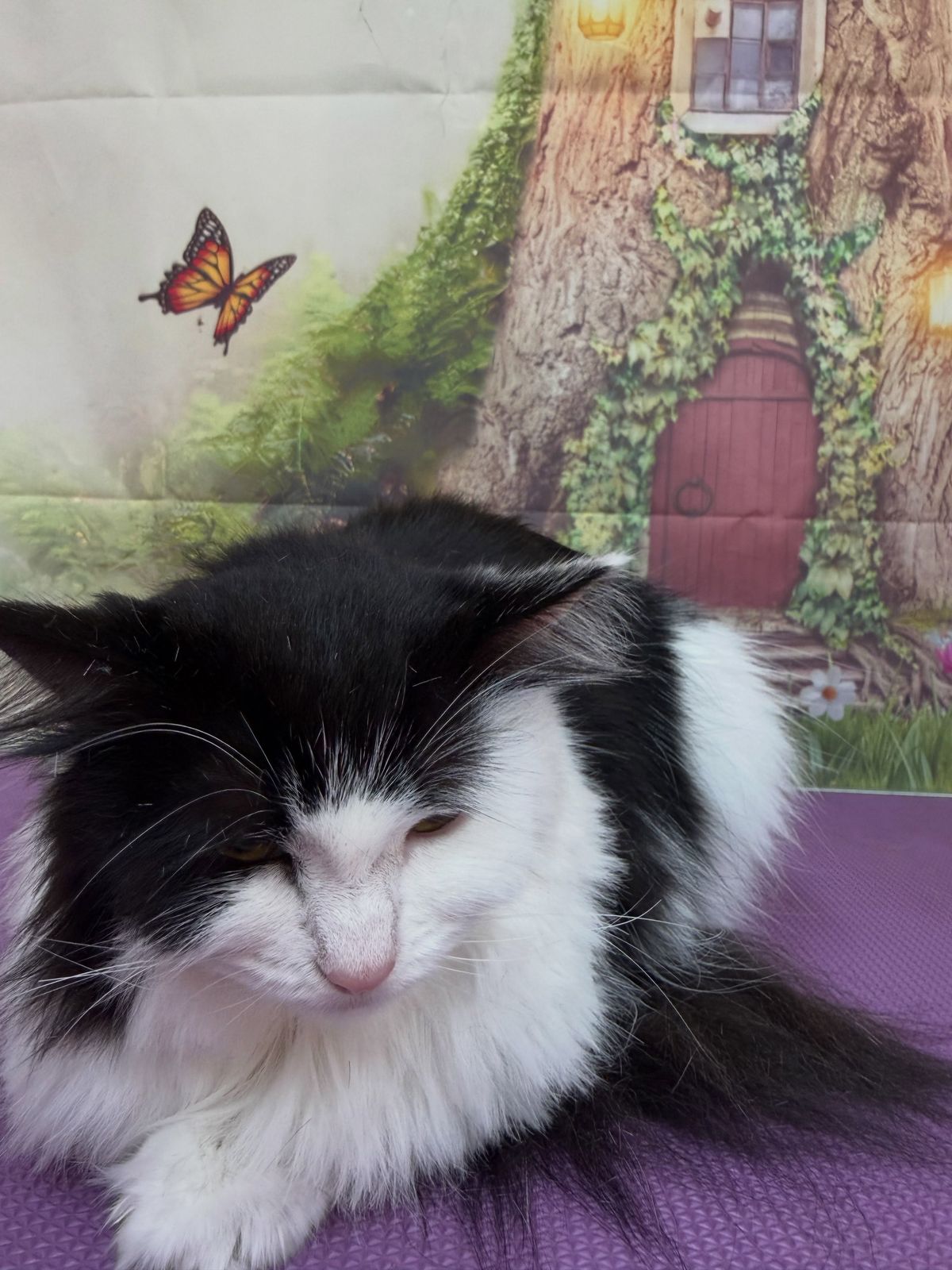 A freshly groomed cat on the grooming table