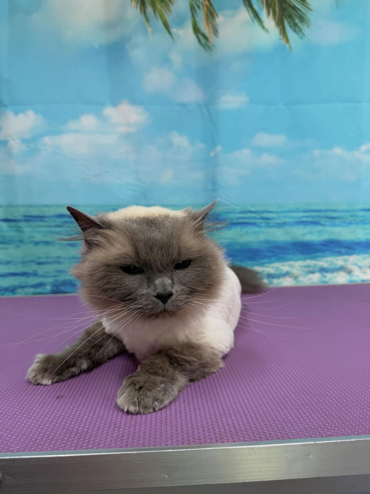 A freshly groomed cat on the grooming table