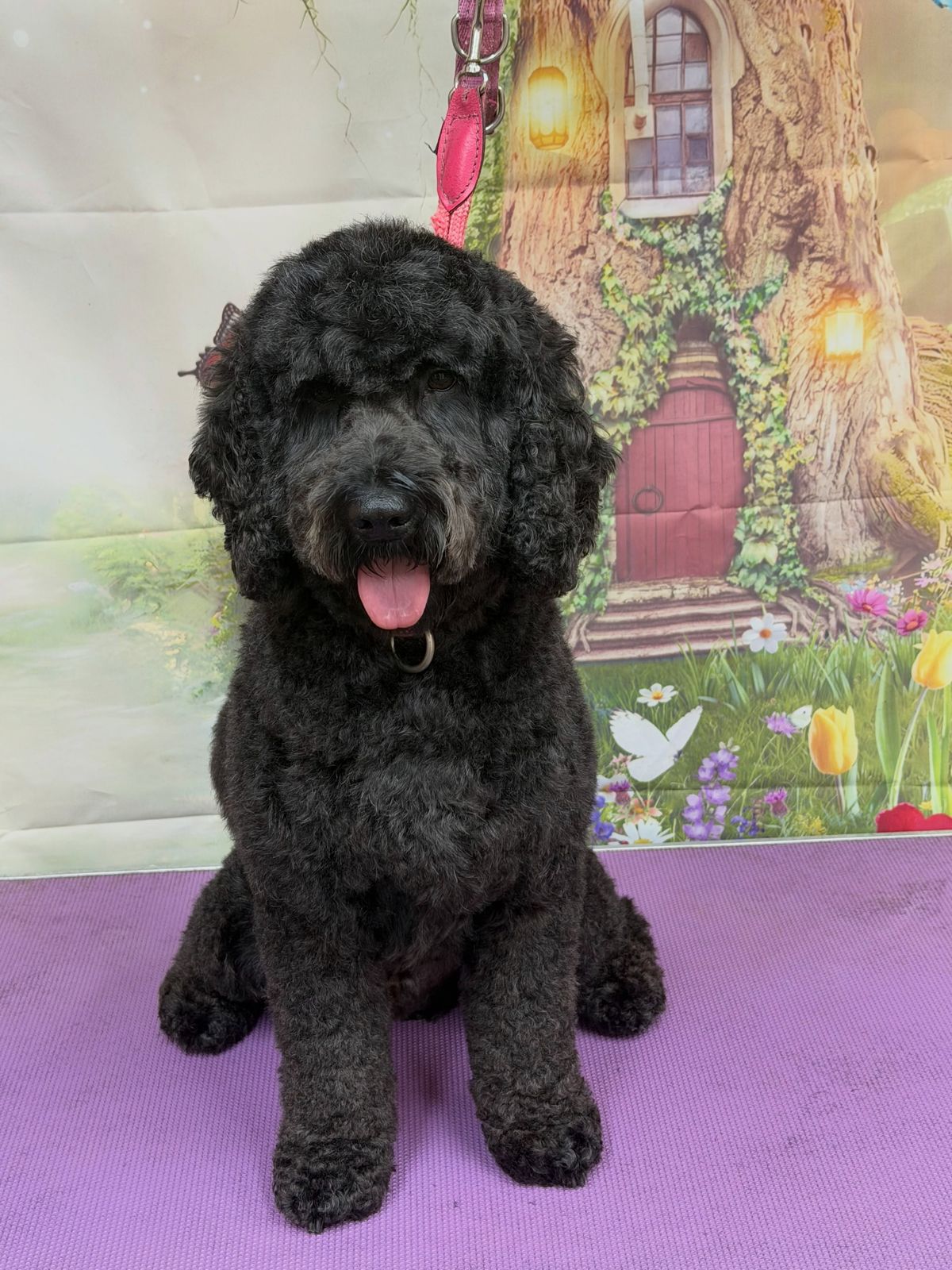 A freshly groomed dog on the grooming table