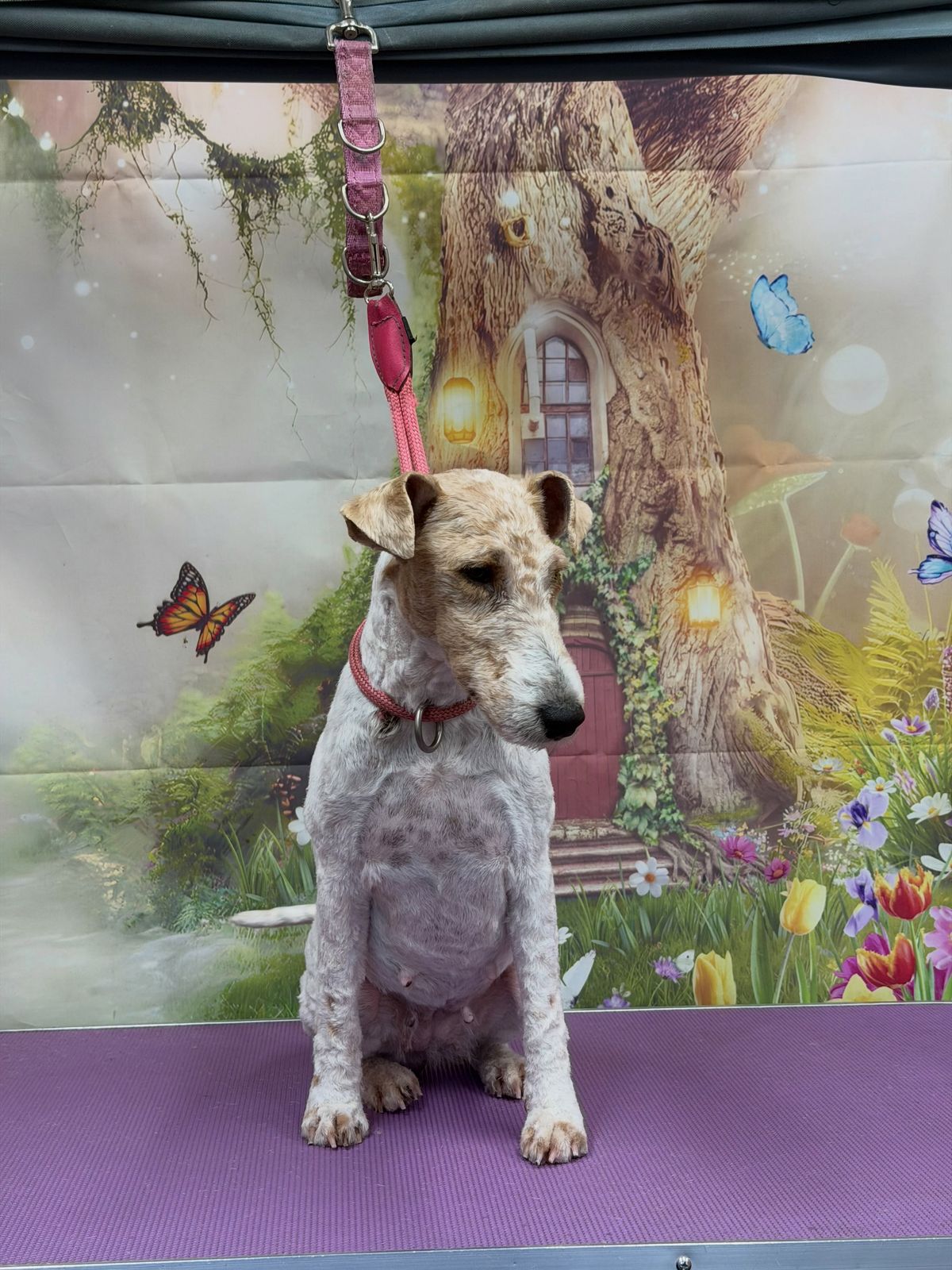 A freshly groomed dog on the grooming table
