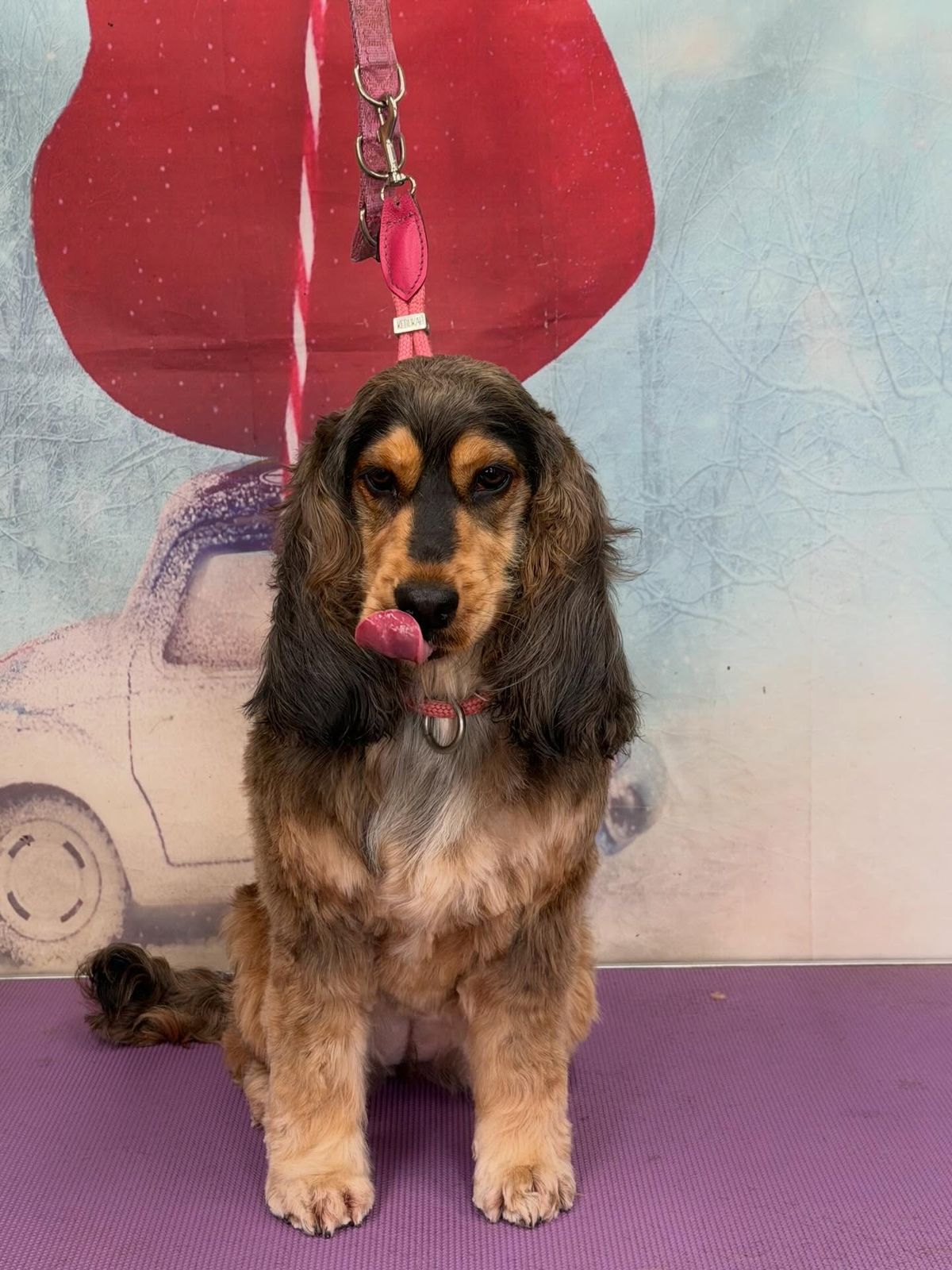 A freshly groomed dog on the grooming table