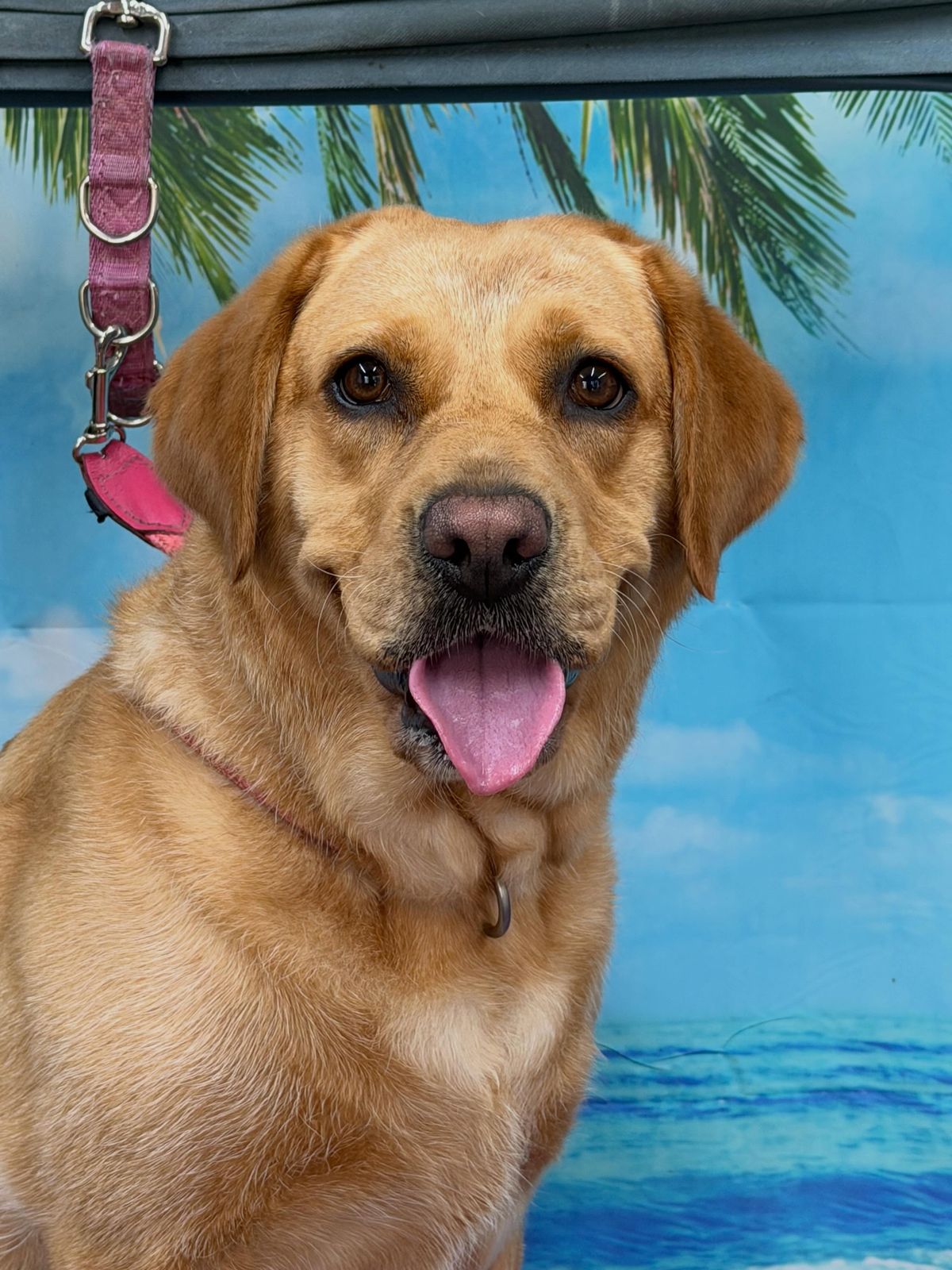 A happy golden dog after a groom, in front of a beach backdrop