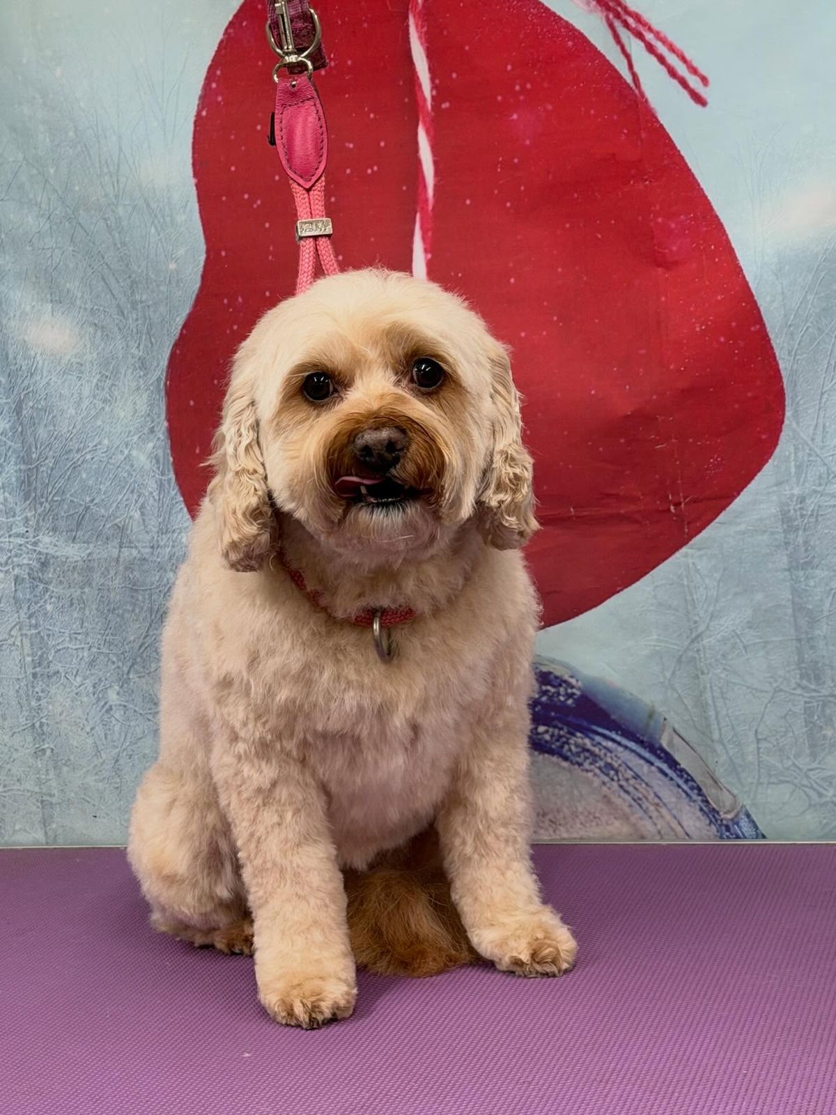A freshly groomed dog on the grooming table