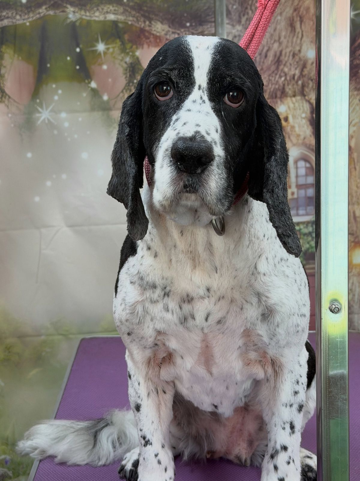 A freshly groomed dog on the grooming table