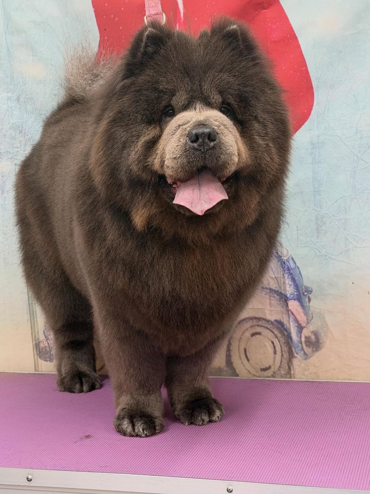 A freshly groomed dog on the grooming table