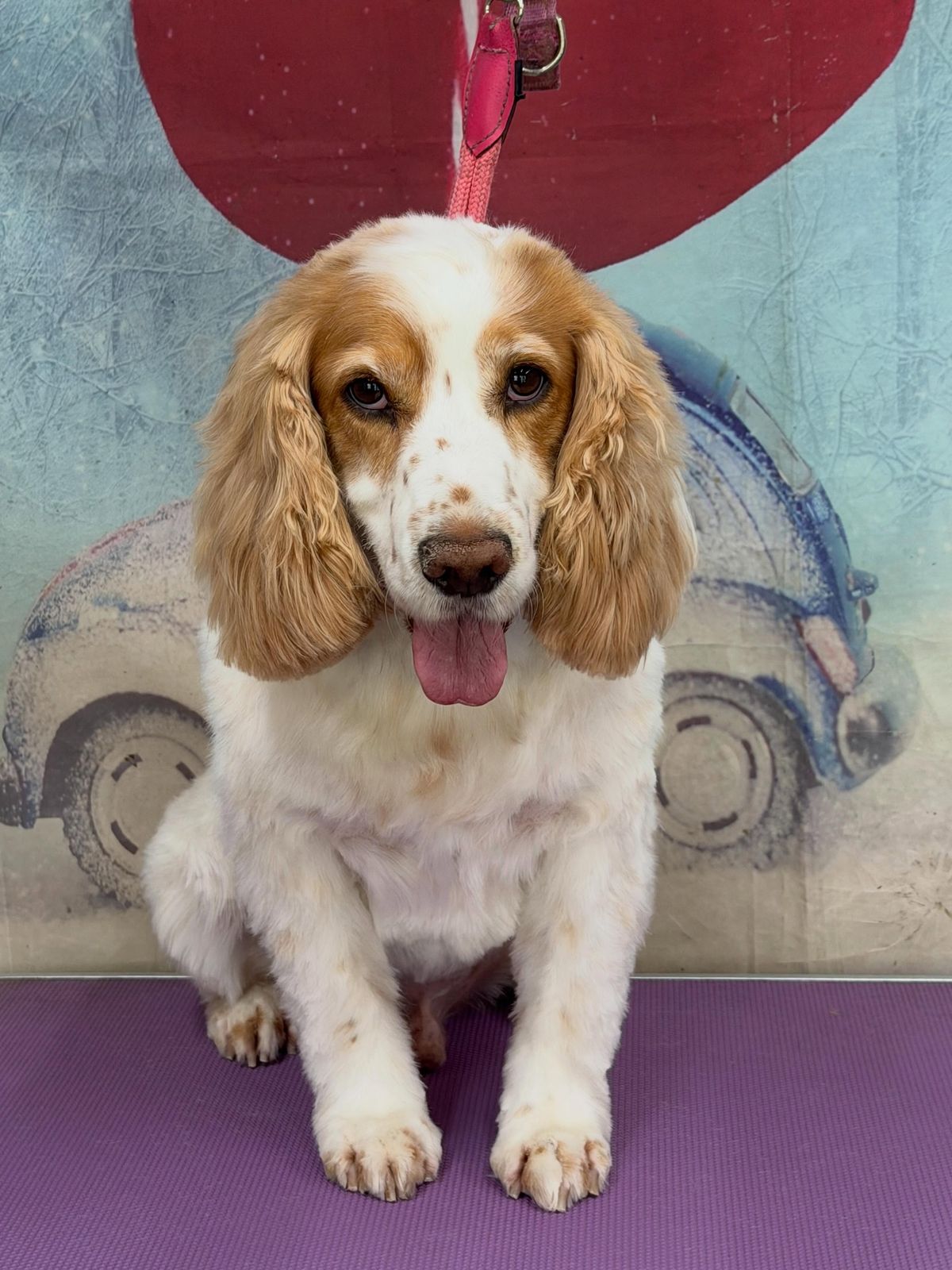 A freshly groomed dog on the grooming table