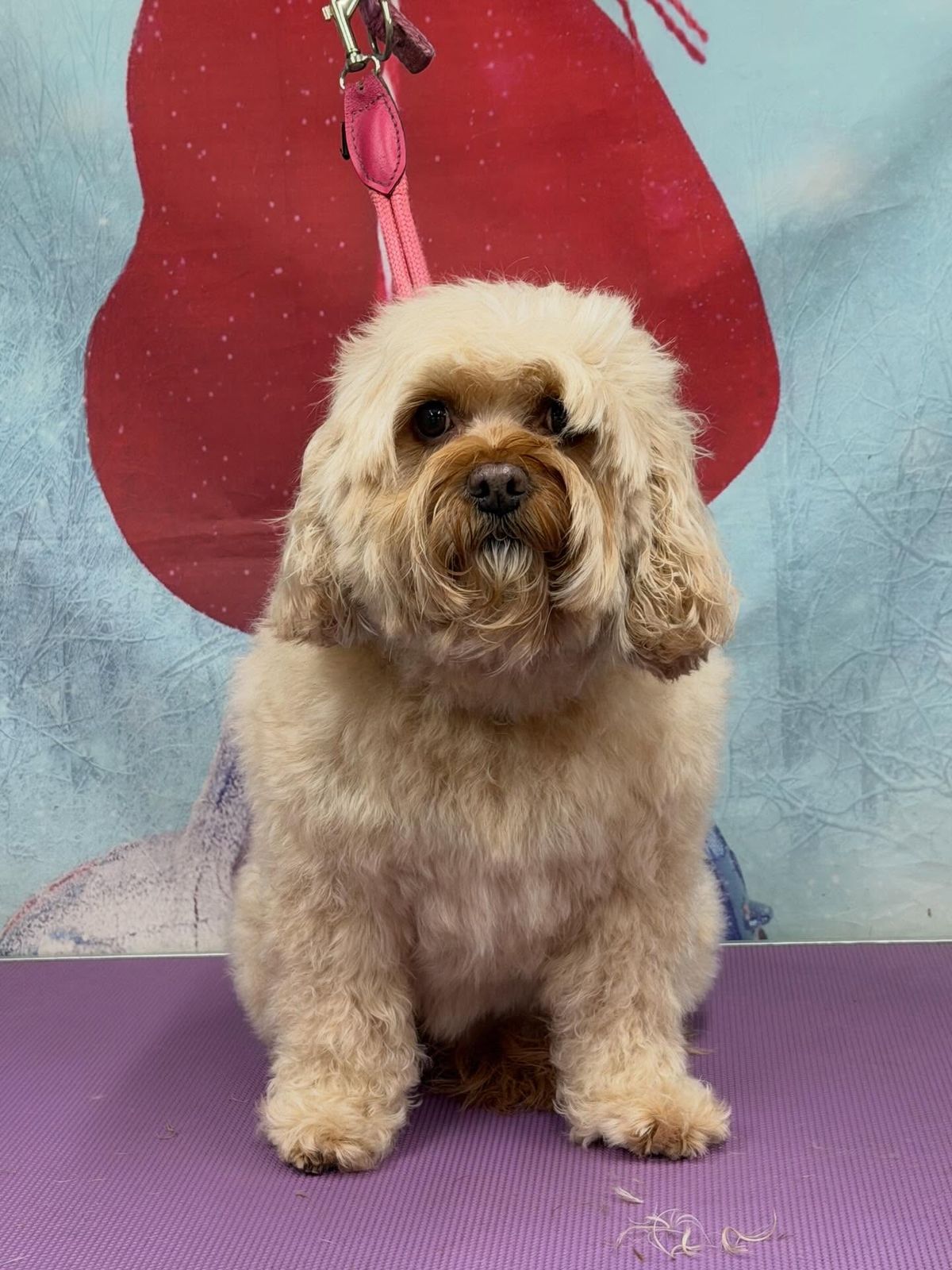 A freshly groomed dog on the grooming table