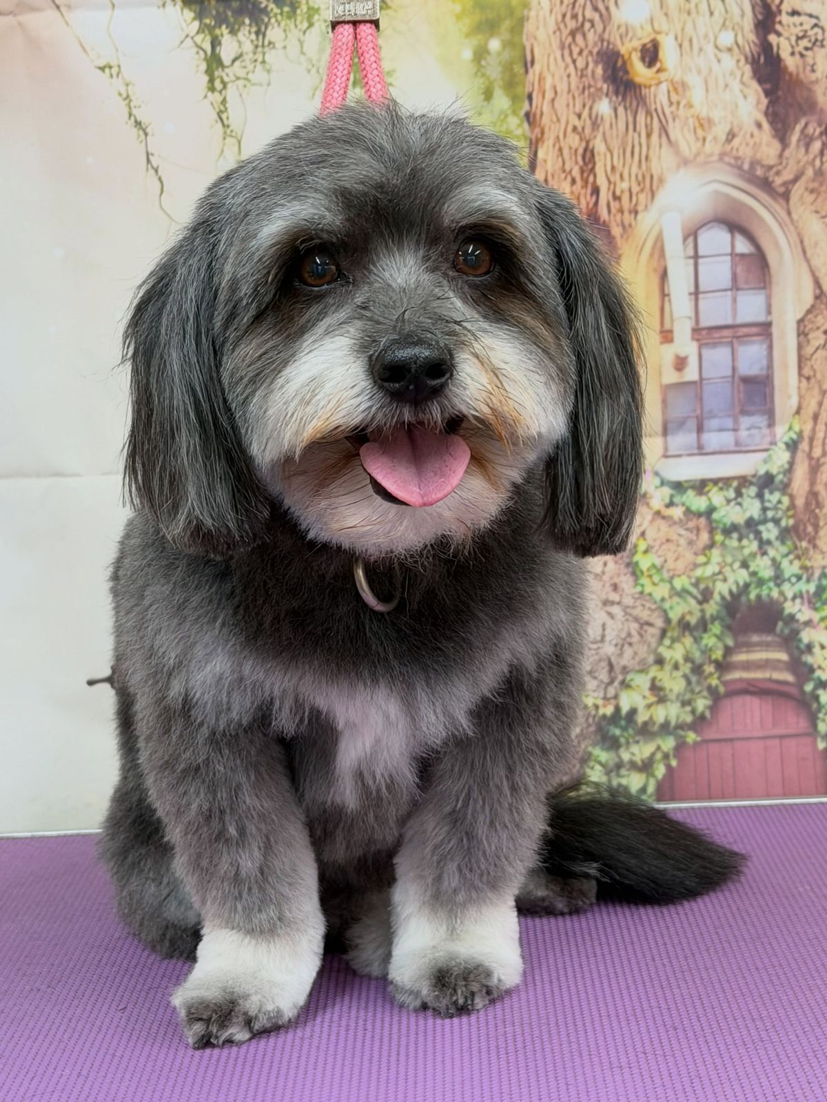 A freshly groomed grey and white fluffy dog smiling on the grooming table