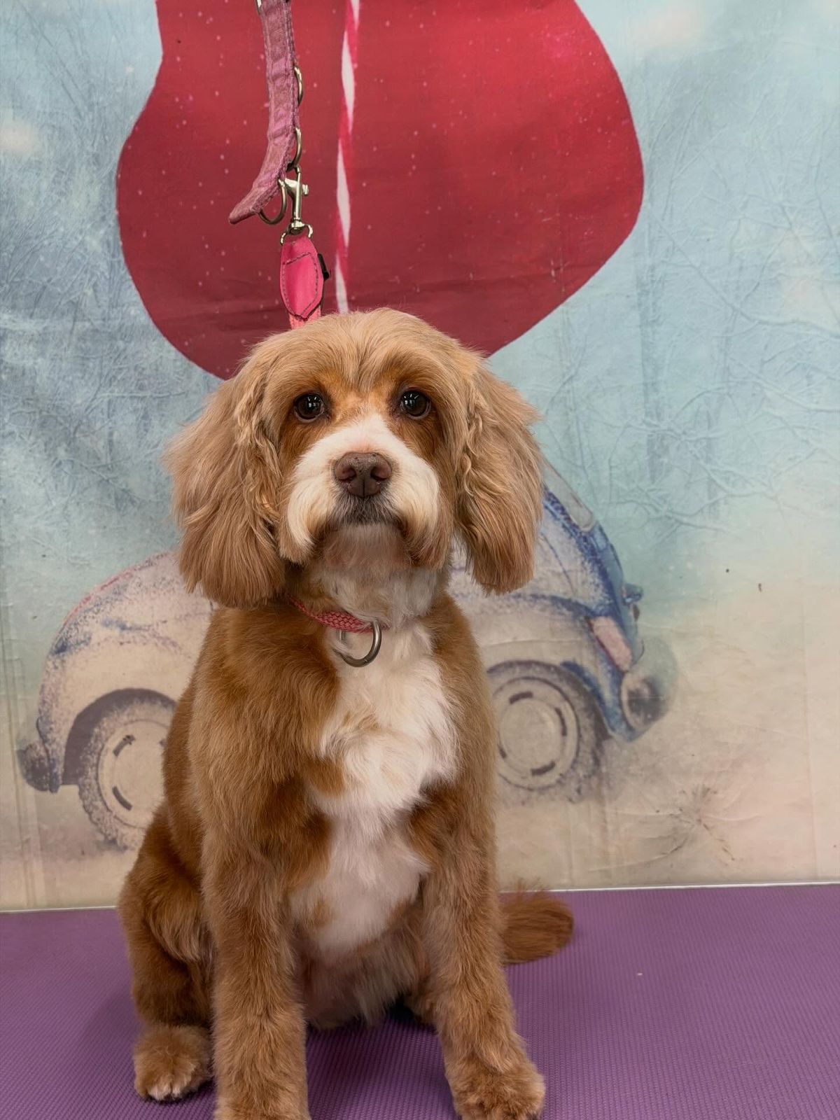 A freshly groomed dog on the grooming table