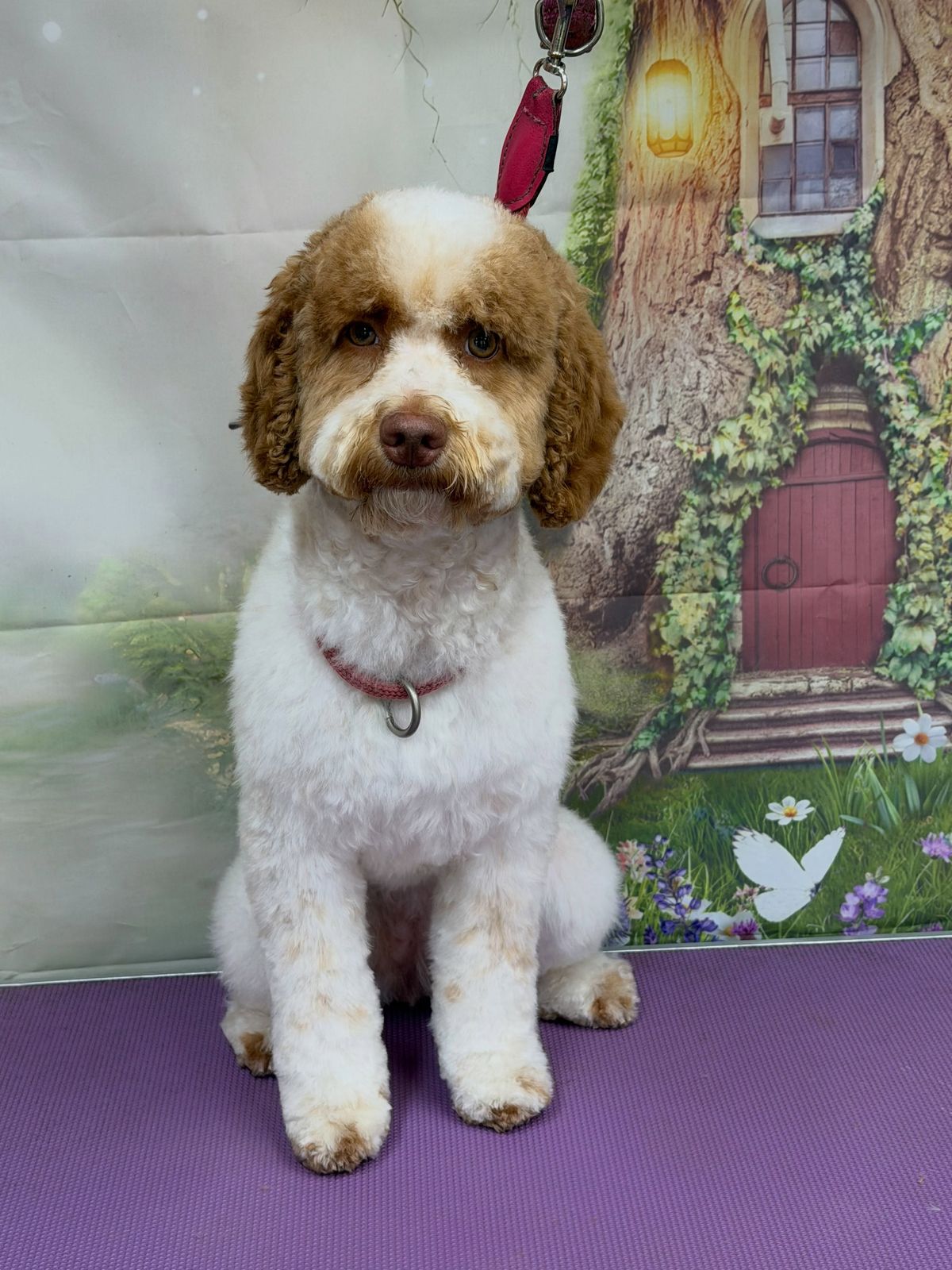 A freshly groomed brown and white dog in front of a fairy-house backdrop