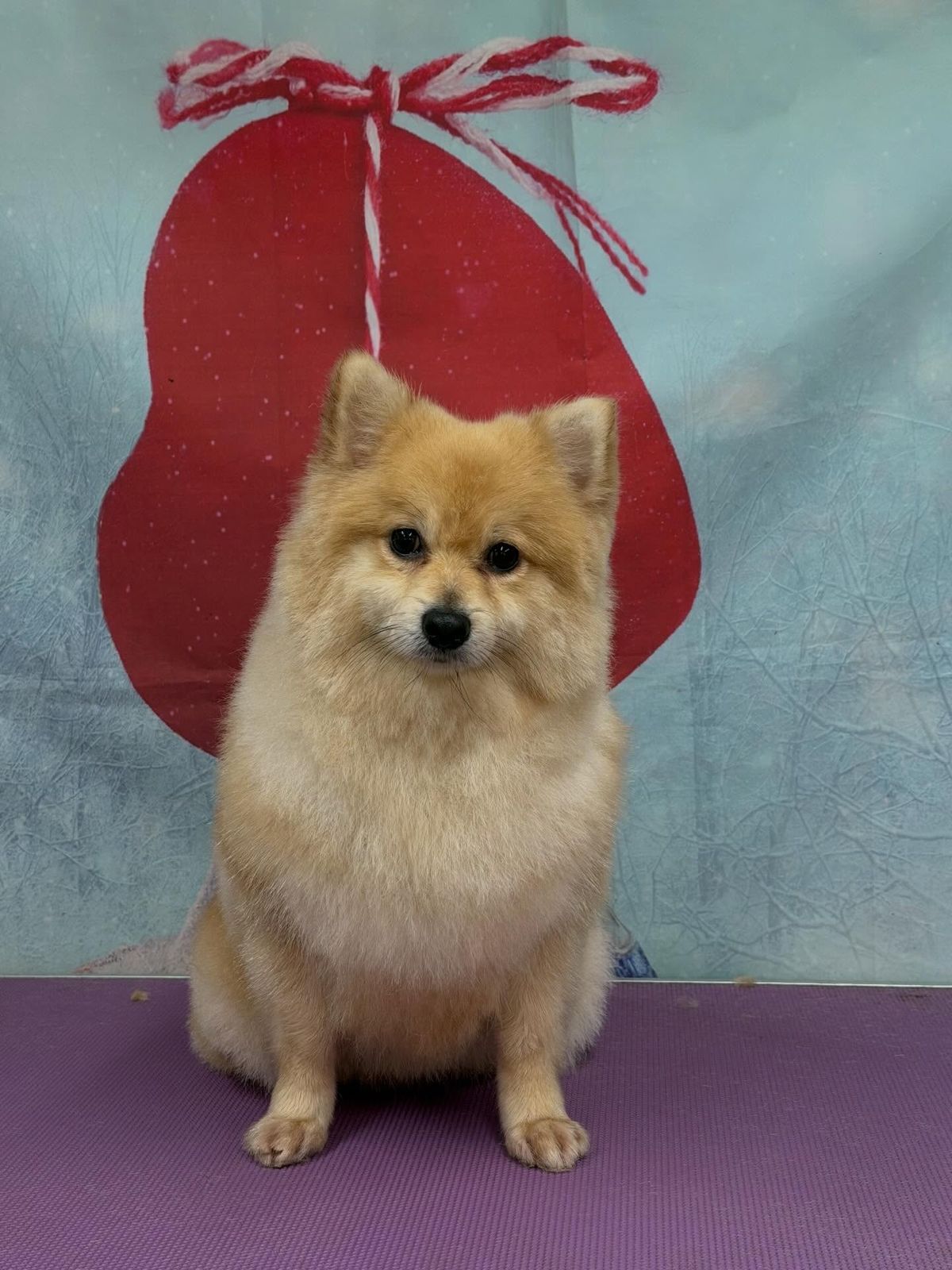 A freshly groomed dog on the grooming table