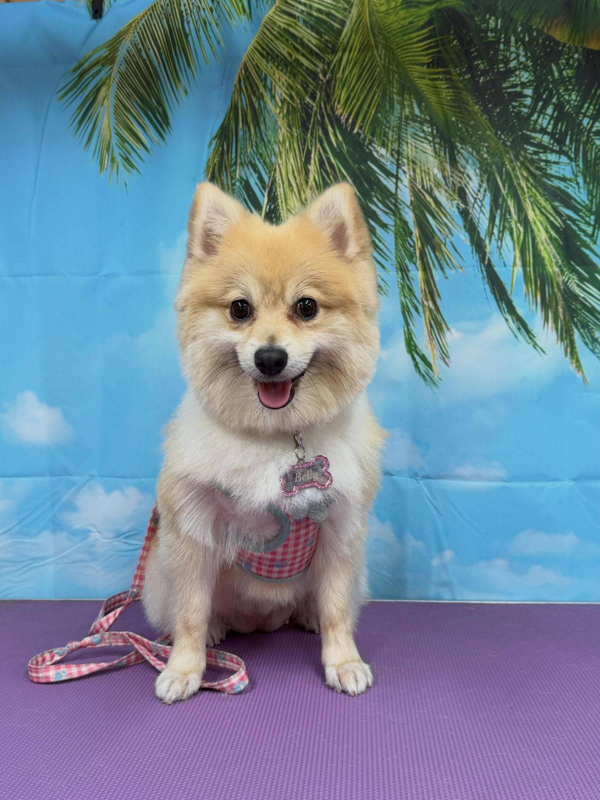 A fluffy cream dog after a groom, in front of a beach backdrop
