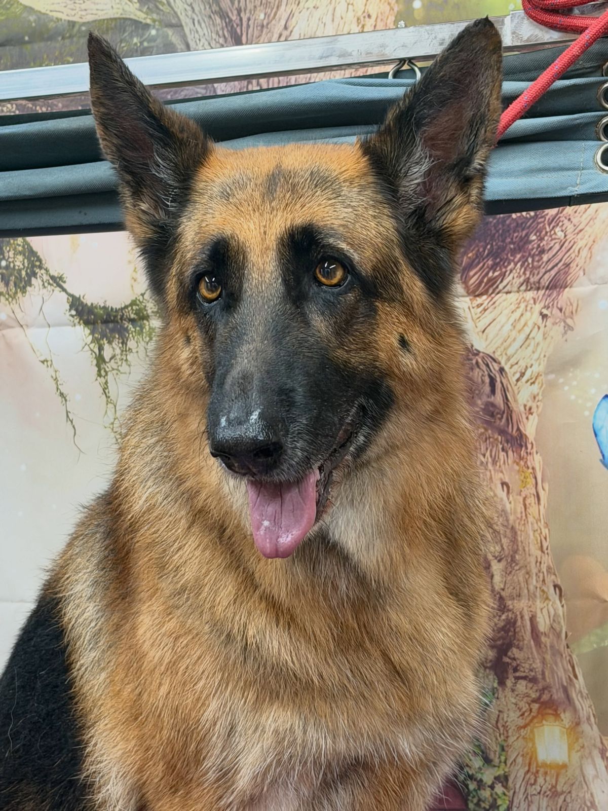A freshly groomed dog on the grooming table