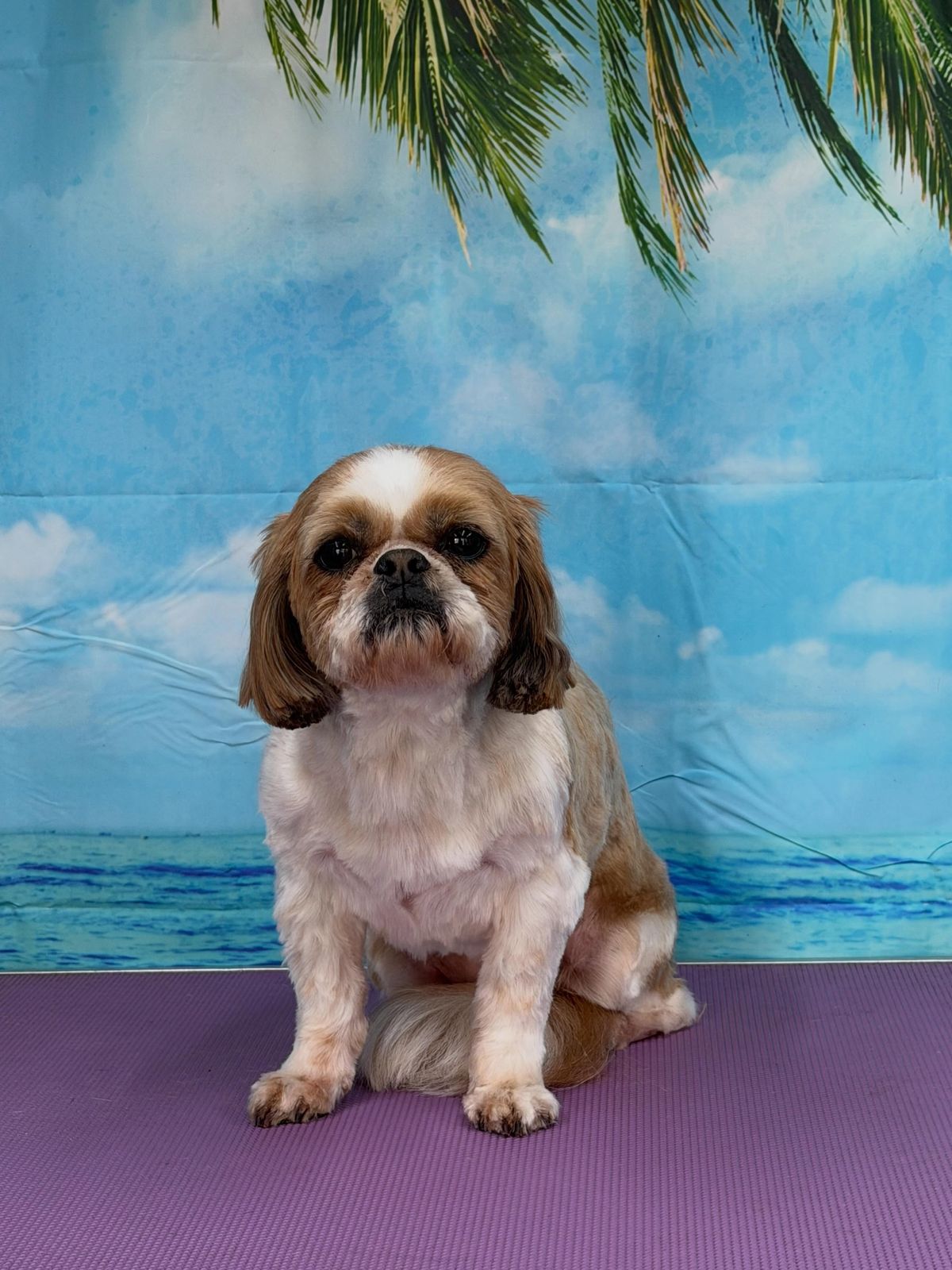 A freshly groomed dog on the grooming table