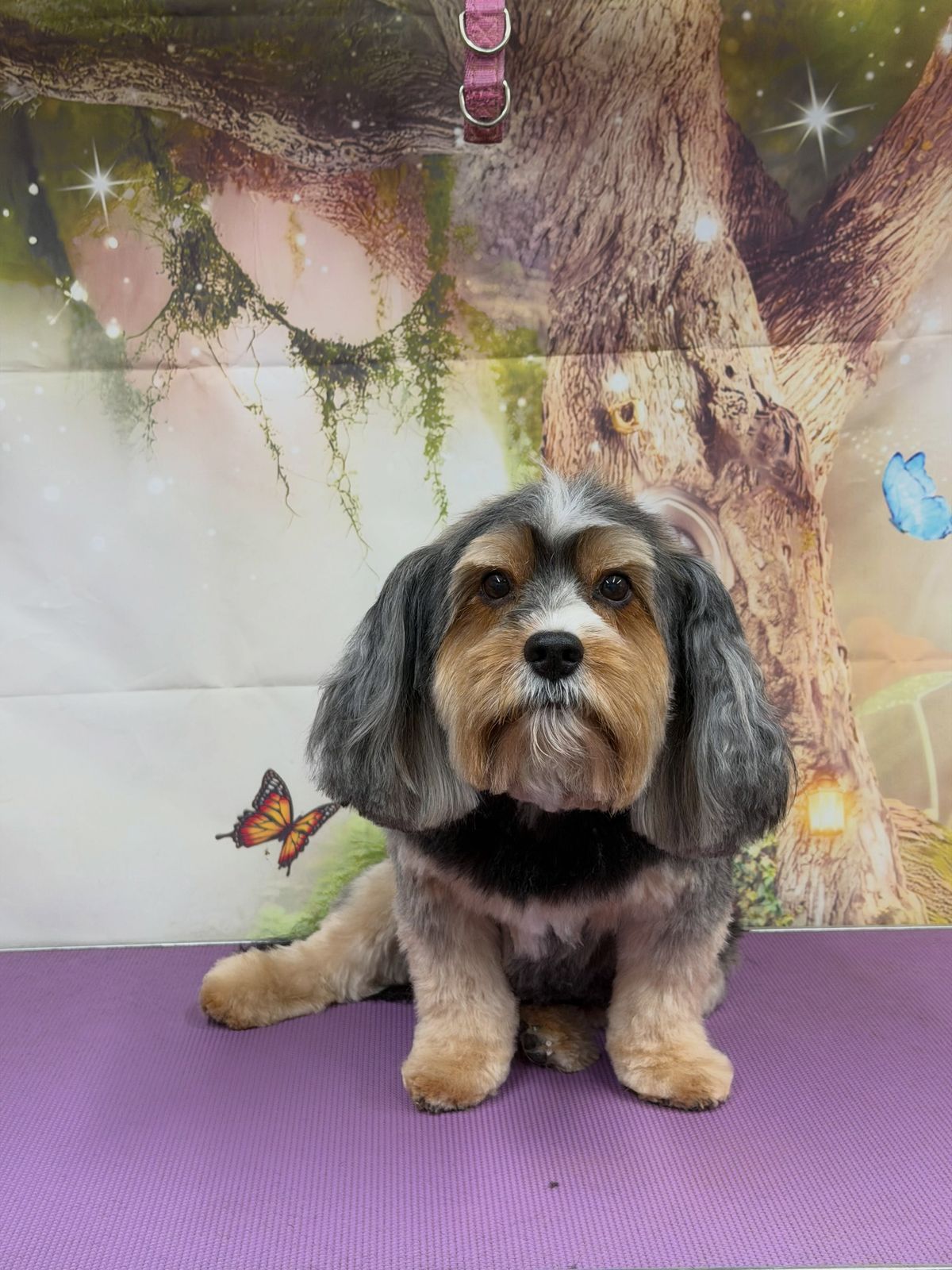 A freshly groomed dog on the grooming table
