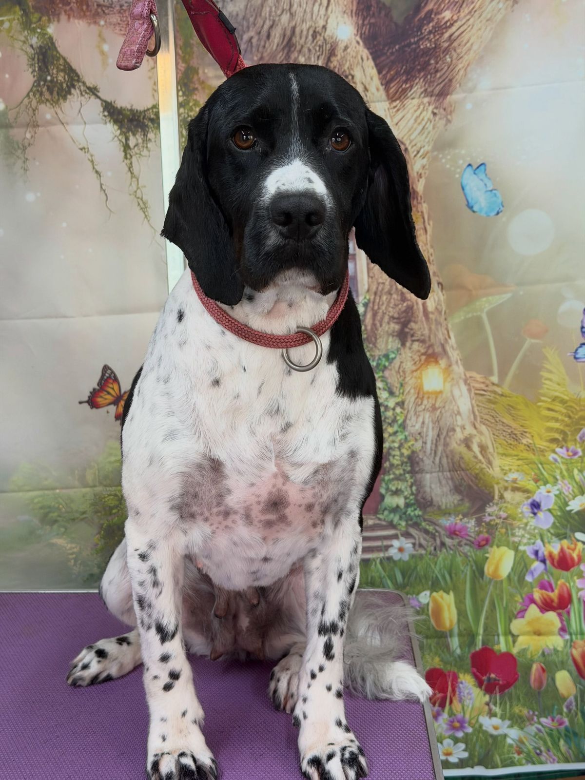 A freshly groomed dog on the grooming table
