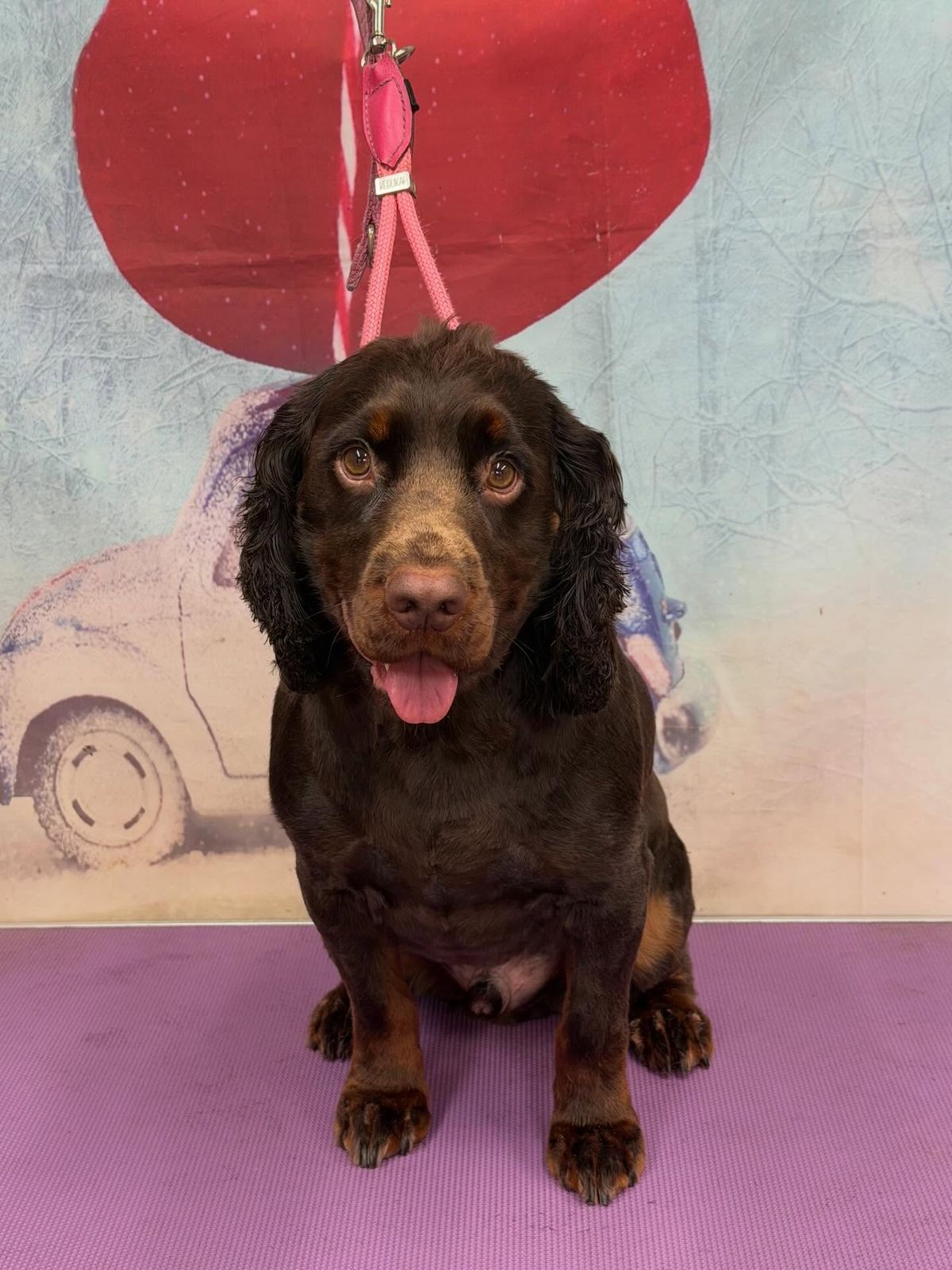 A freshly groomed dog on the grooming table