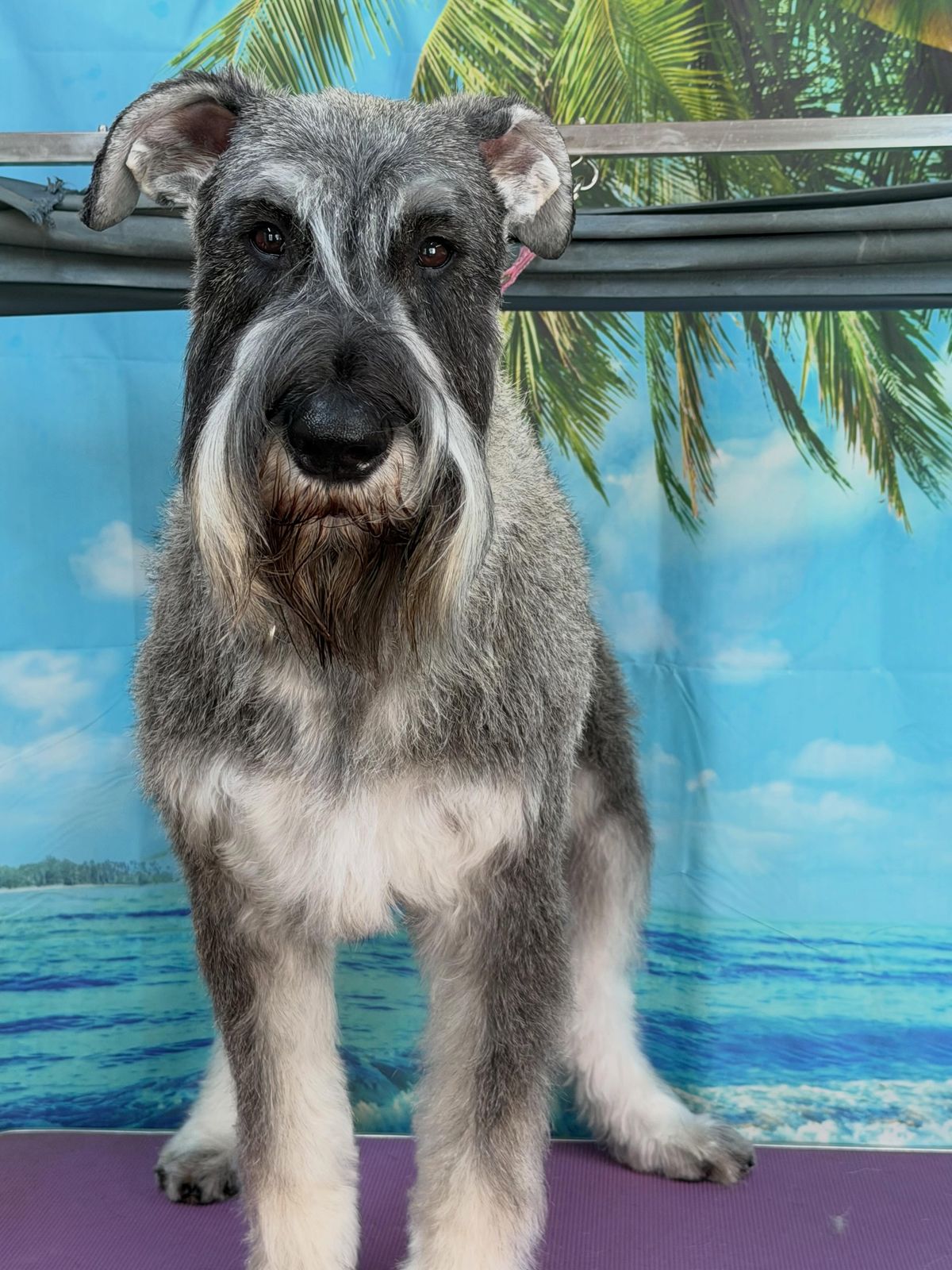 A freshly groomed dog on the grooming table