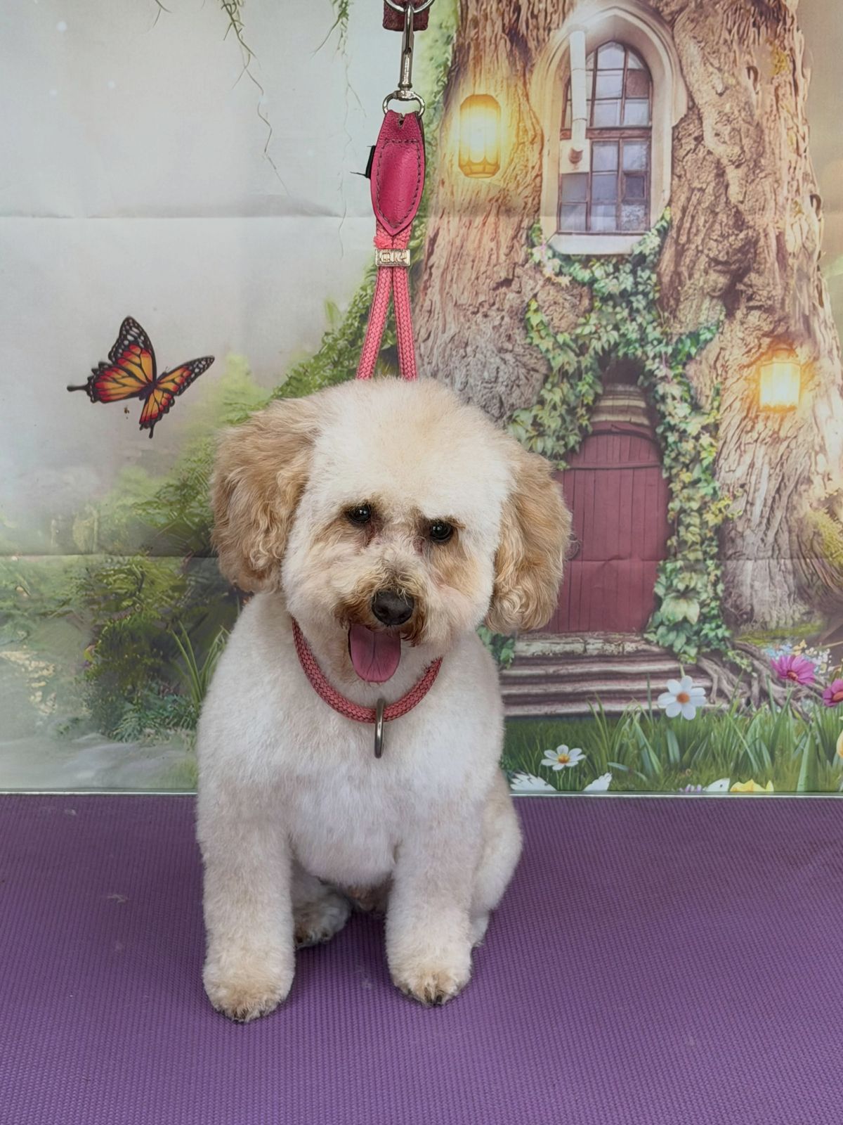A freshly groomed dog on the grooming table