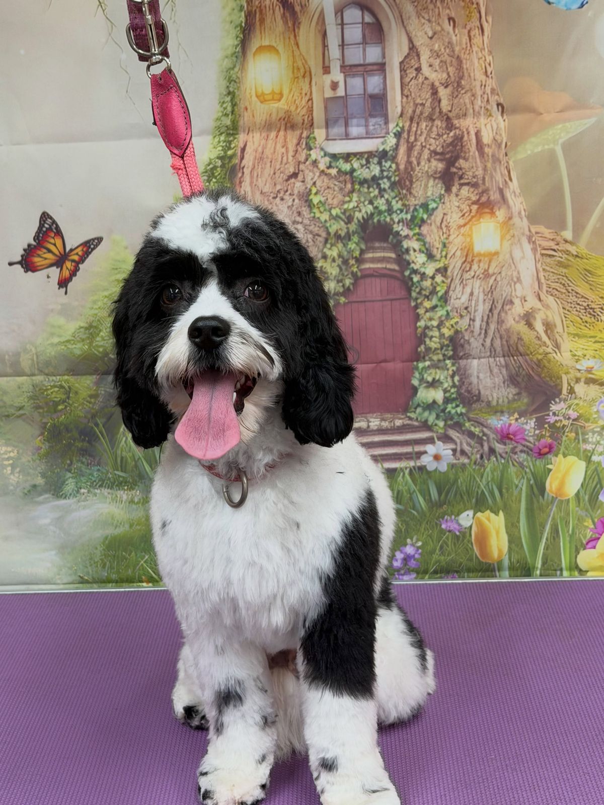 A freshly groomed dog on the grooming table