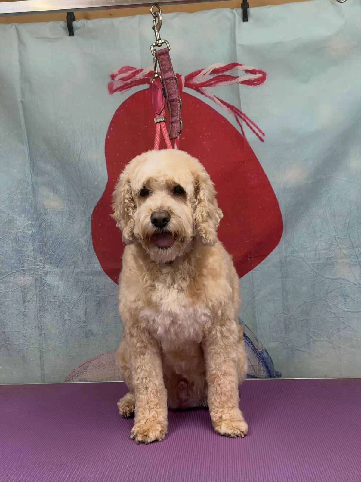 A freshly groomed dog on the grooming table