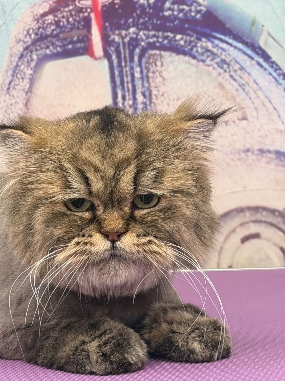A freshly groomed cat on the grooming table