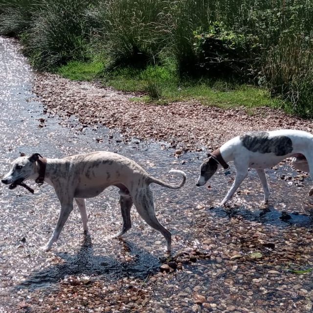 Two sighthounds out on a walk by the water