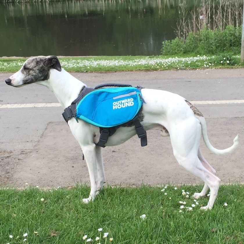 A whippet in a blue dog backpack out on a walk